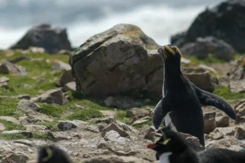 Goldschopfpinguine auf Pebble Island