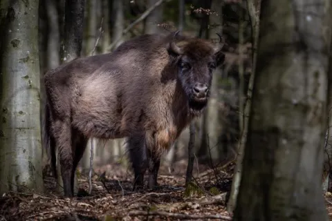 European bison on Bornholm