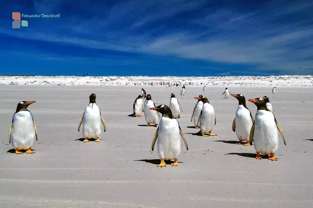 Gentoo penguins at Volunteer Point, Eastern Falkland