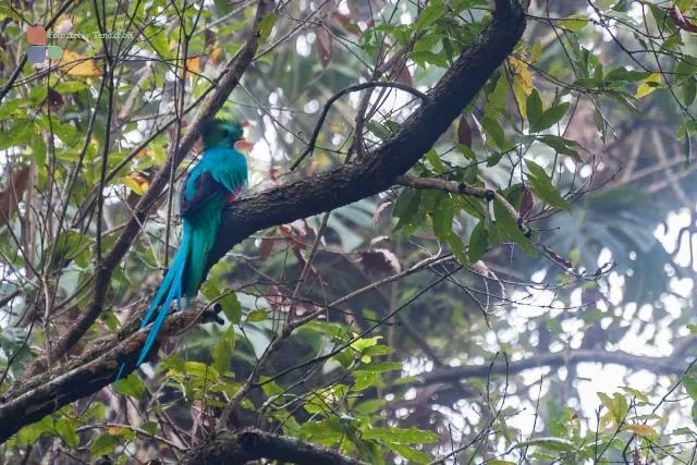 Quetzal in the jungle near Boquete