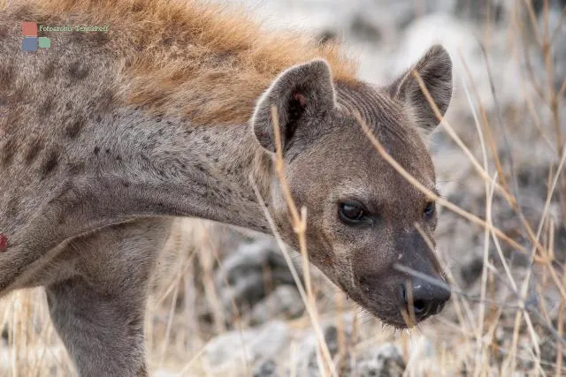 Spotted hyenas in the Etoshapark