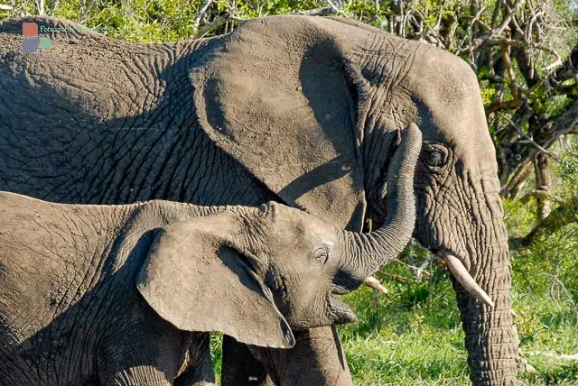 Elephants in Swaziland