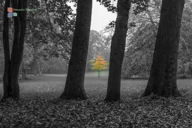 A maple tree in the palace gardens of Husum