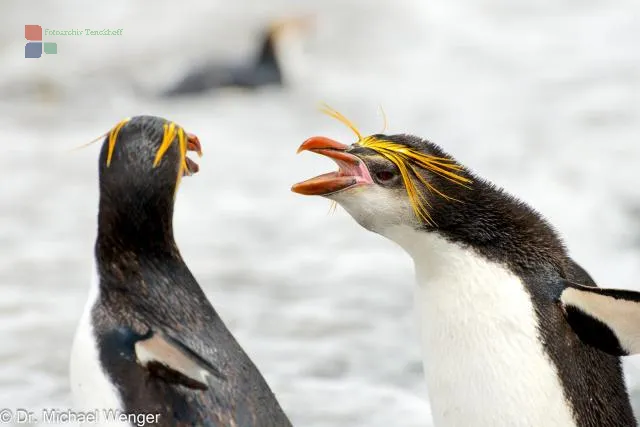 Royal penguins on Macquarie Island 