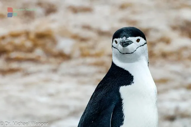 Chinstrap penguins in Antarctica