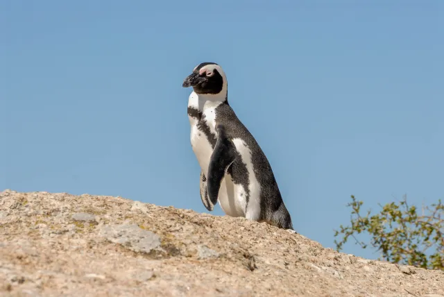 African penguins at "Boulders Beach" in South Africa