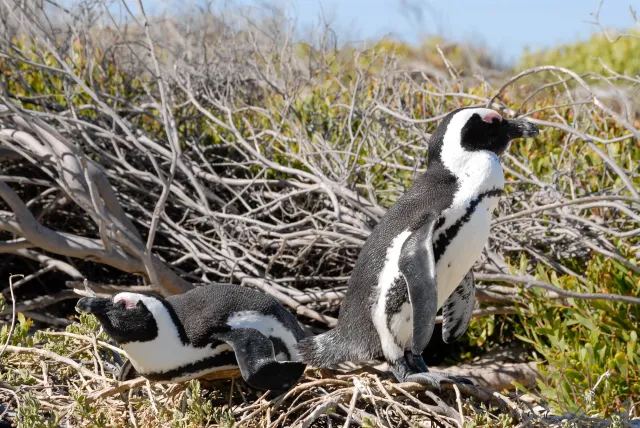 Brillenpinguine am "Boulders Beach" in Südafrika