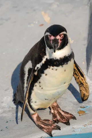 Humboldtpinguin (Mit freundlicher Genehmigung des Kölner Zoos)