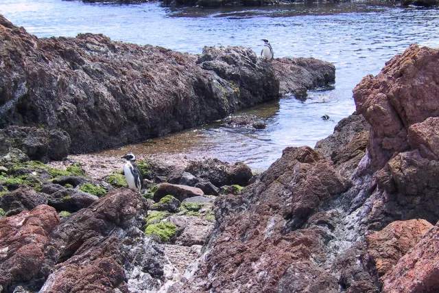 Magellanic penguins in Argentina