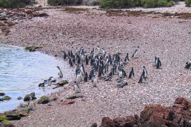 Magellanic penguins in Argentina