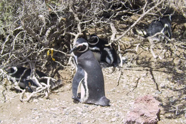 Magellanic penguins in Argentina