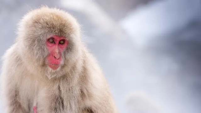 Porträt eines Japanischen Makaken