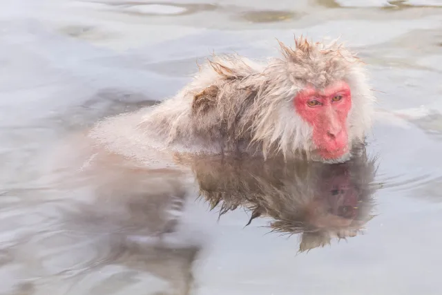 Japanese macaque in the hot pool, Yudanaka