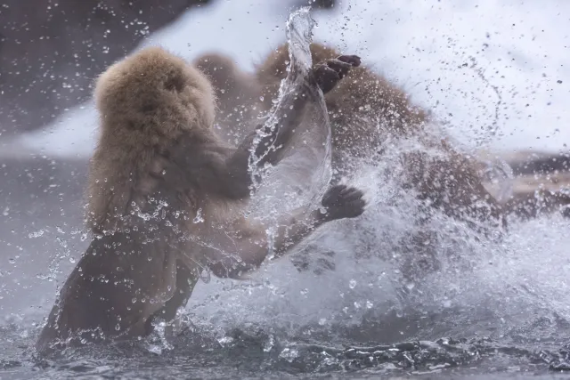 Combative snow monkeys in Yudanaka