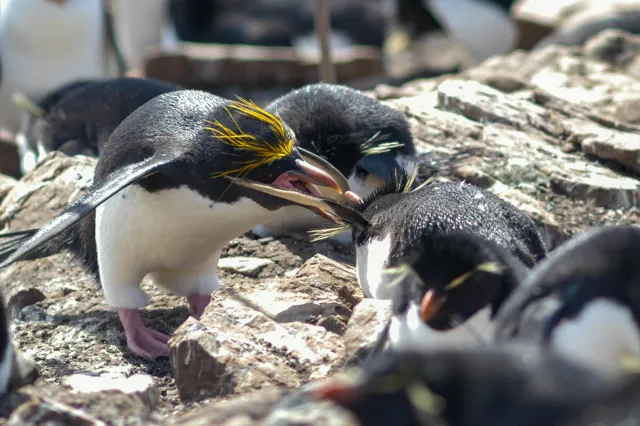 Goldschopfpinguine auf Pebble Island