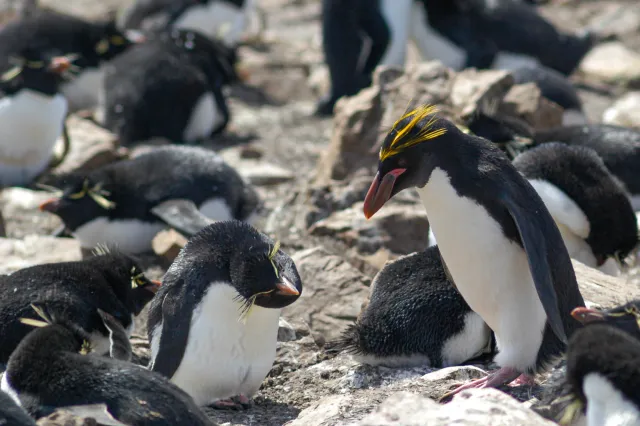 Macaroni Penguin on Pebble Island