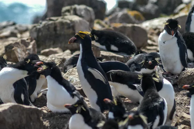 Macaroni Penguin on Pebble Island