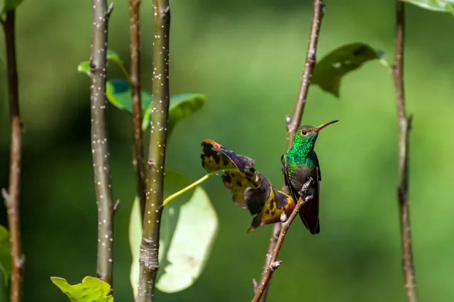 Braunschwanzamazilie in Boquete, Panama