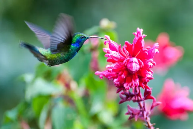 Violet ear hummingbirds in Boquete, Panama