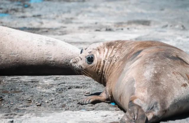 Elephant seals on the Valdes peninsula, Argentina