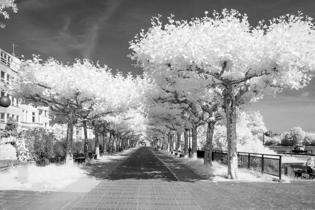 Alley on the Rhine river in Mainz