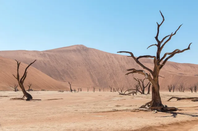 Tote Kameldornbäume im Deadvlei