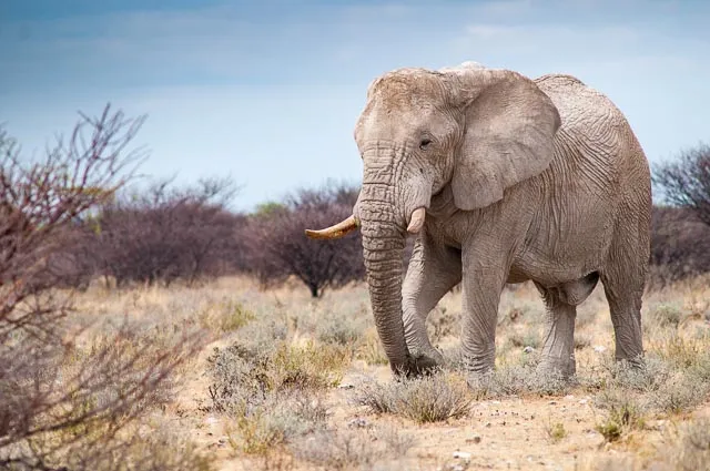 Elephants in Namibia