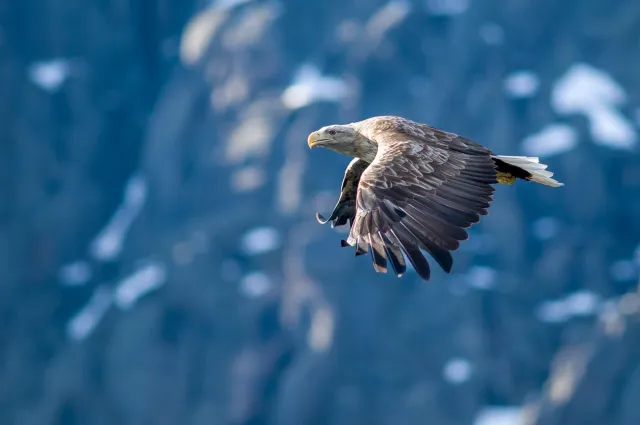 White-tailed eagles over the Trollfjord