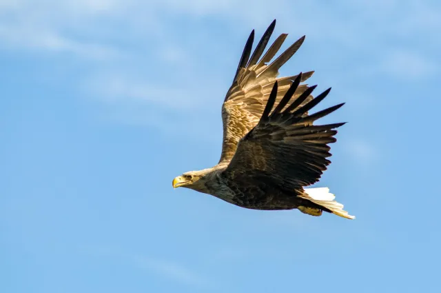 White-tailed eagles over the Trollfjord