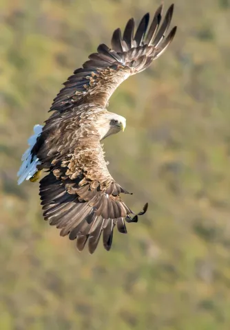 White-tailed eagles over the Trollfjord