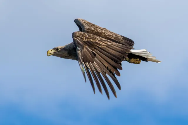 White-tailed eagles over the Trollfjord