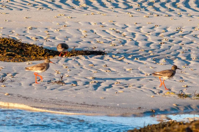 Redshank in "Action"