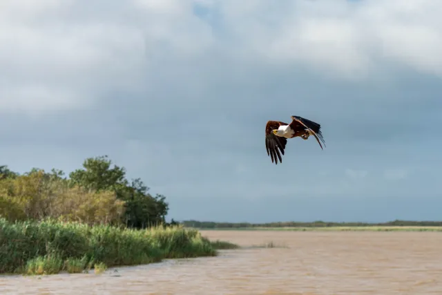 Afrikanische Schreiseeadler (Haliaeetus vocifer)