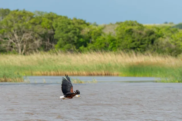 Schreiseeadler beim Fischfang