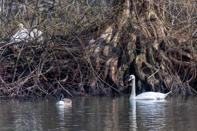 Höckerschwan und Kanadagans vor ihren Nestern im Wurzelwerk