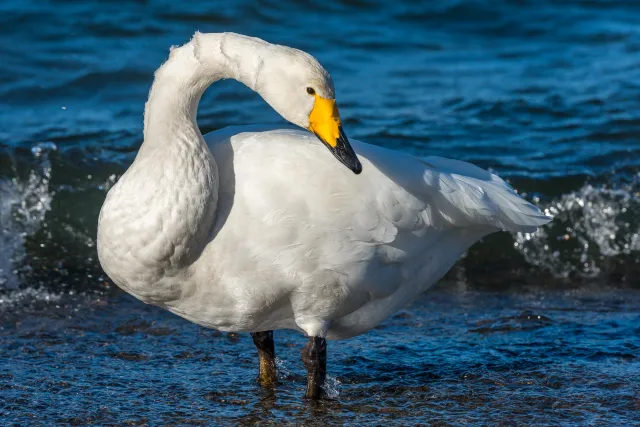 Singschwäne auf dem Kussharo-See auf Hokkaido