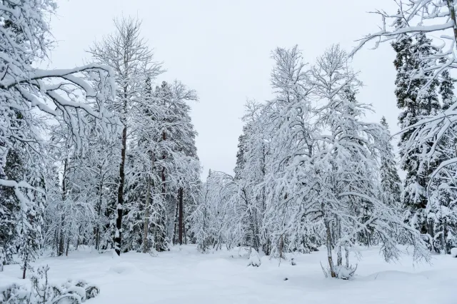 Snow in the woods