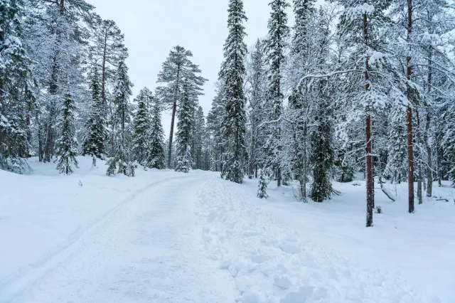 Snow in the woods