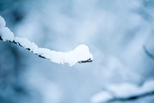 Snow on a branch