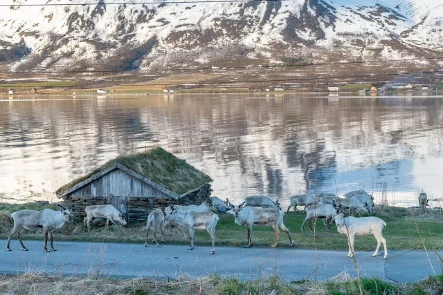 The Lyngen Alps