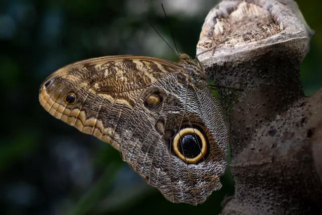 Banana falter (Caligo spec.)