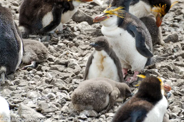 Haubenpinguine auf der Macquarie-Insel