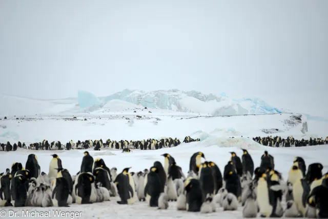 Emperor penguins (Aptenodytes forsteri)