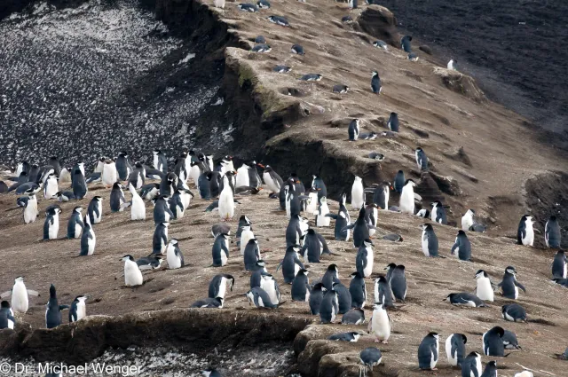 Zügelpinguine in der Antarktis