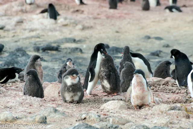 Adeliepinguine in der Antarktis