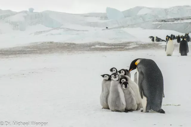 Kaiserpinguine in der Antarktis