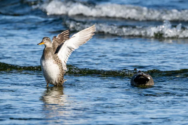 Schnatterenten an der Ostseeküste von Bornholm