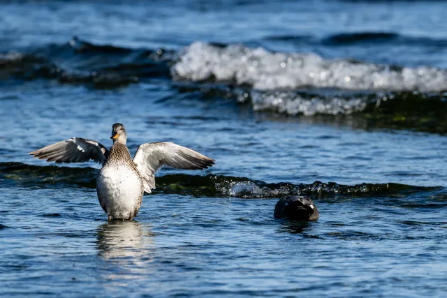 Gadwall ducks on the Baltic coast of Bornholm