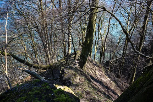 In the beech forests on Rügen