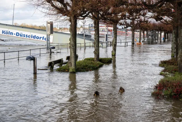 Mallard ducks on the flooded bicycle path in Königswinter